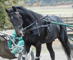 Orecchietti 151022-1